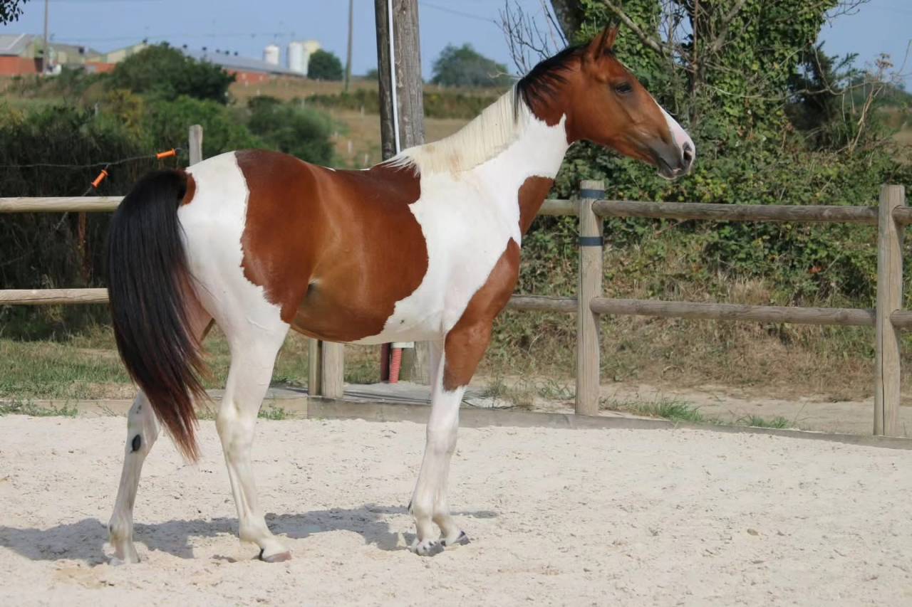 Cheval &agrave; vendre 