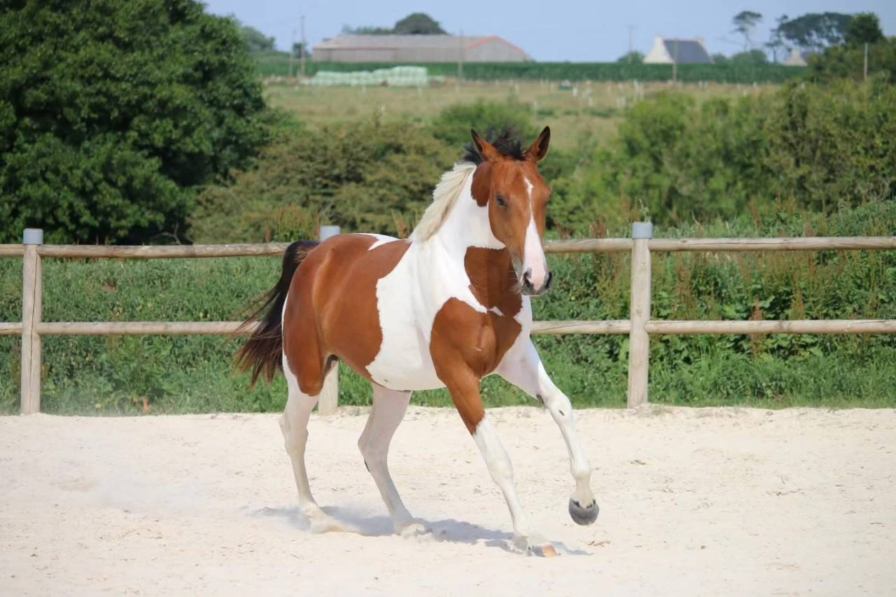 Cheval &agrave; vendre 