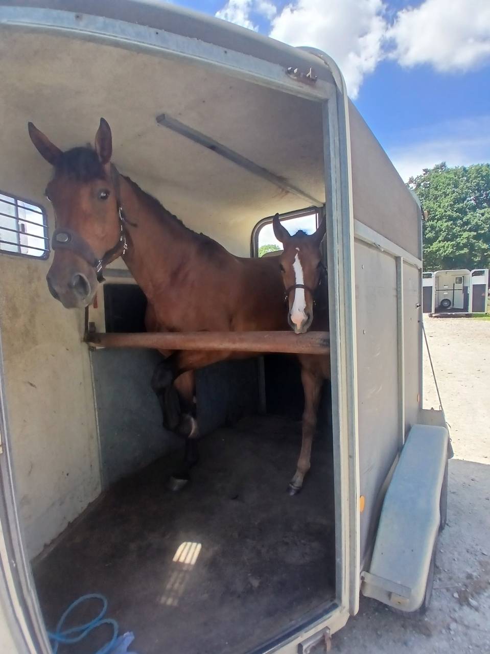 Foal m&acirc;le SF