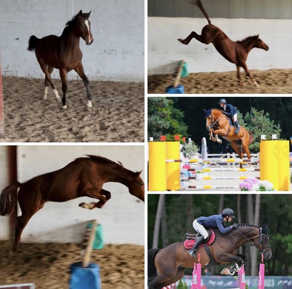 Jeune chevaux &agrave; vendre de 2 ans &agrave; 3 ans 