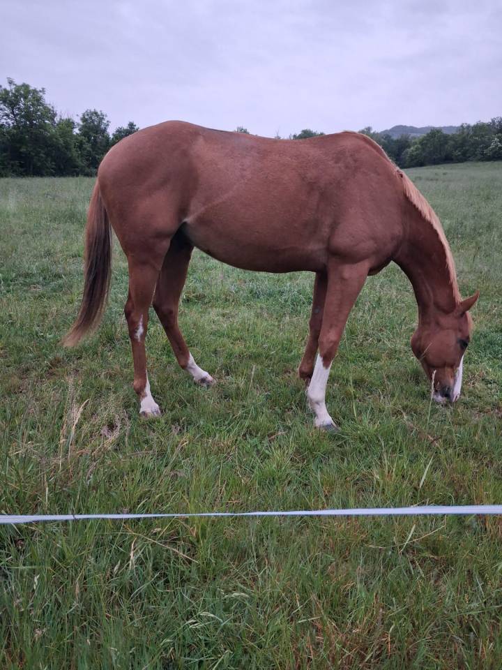 Cheval loisirs hongre 10 ans 