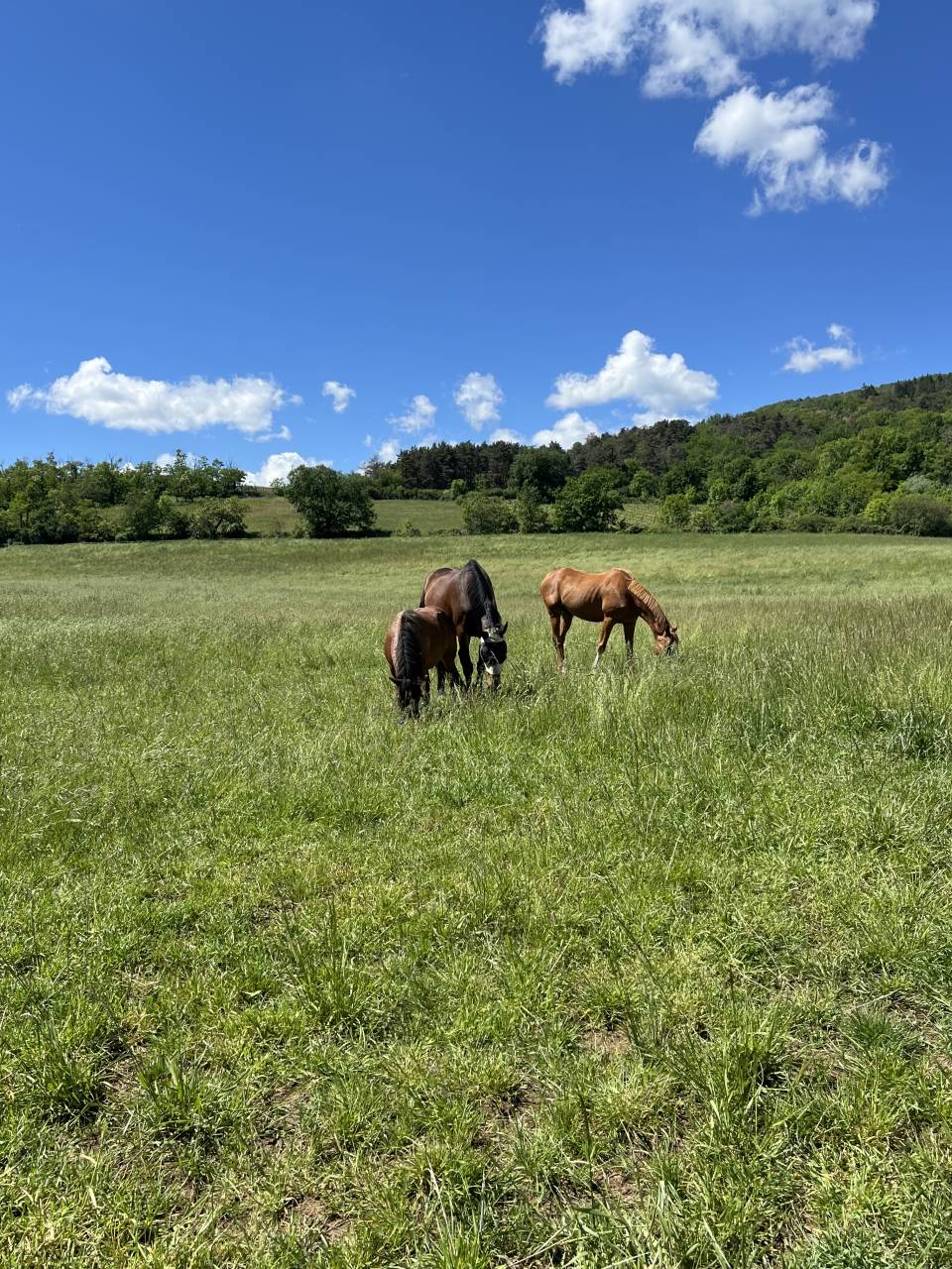 Cheval loisirs hongre 10 ans 