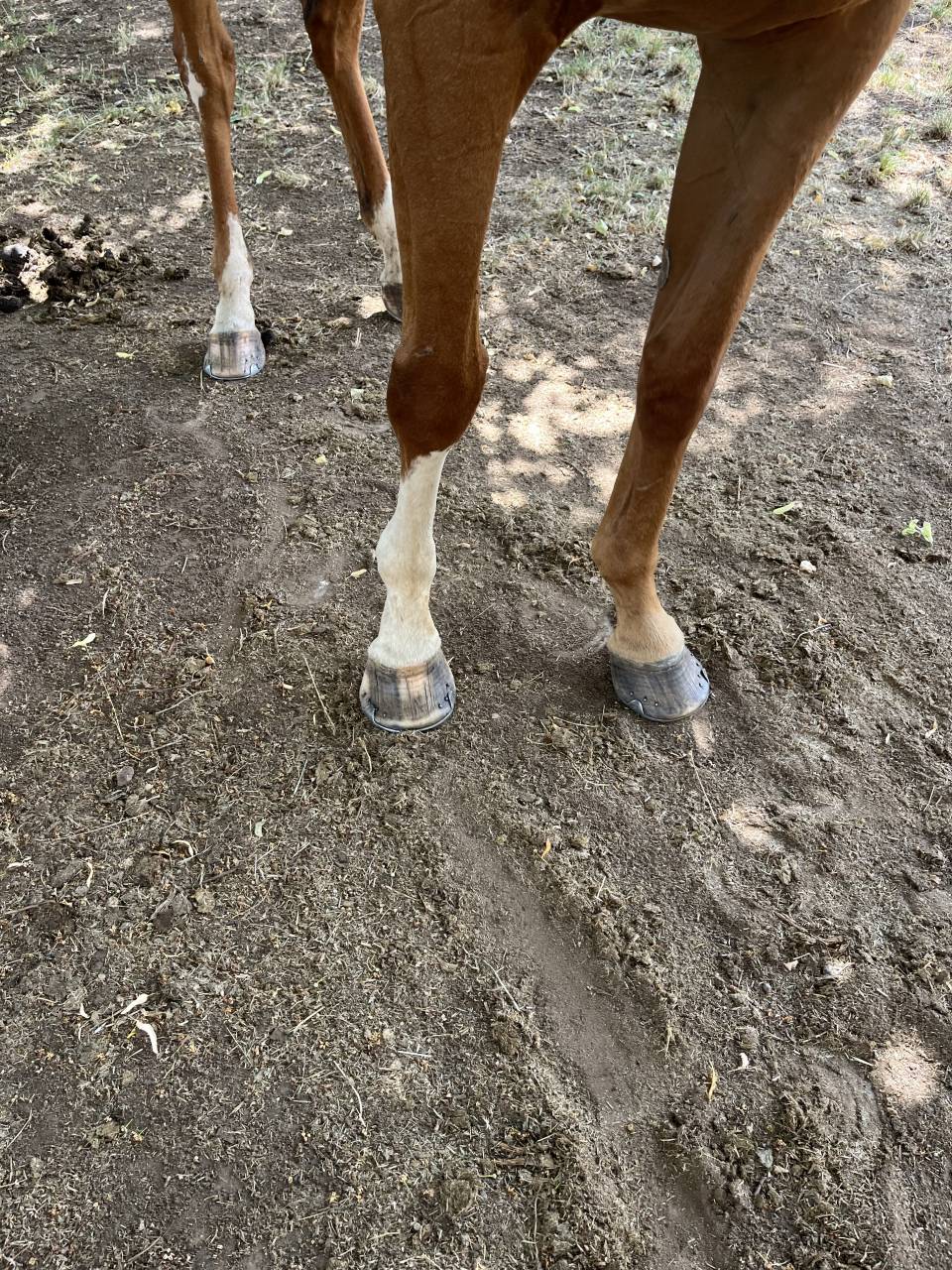 Cheval loisirs hongre 10 ans 