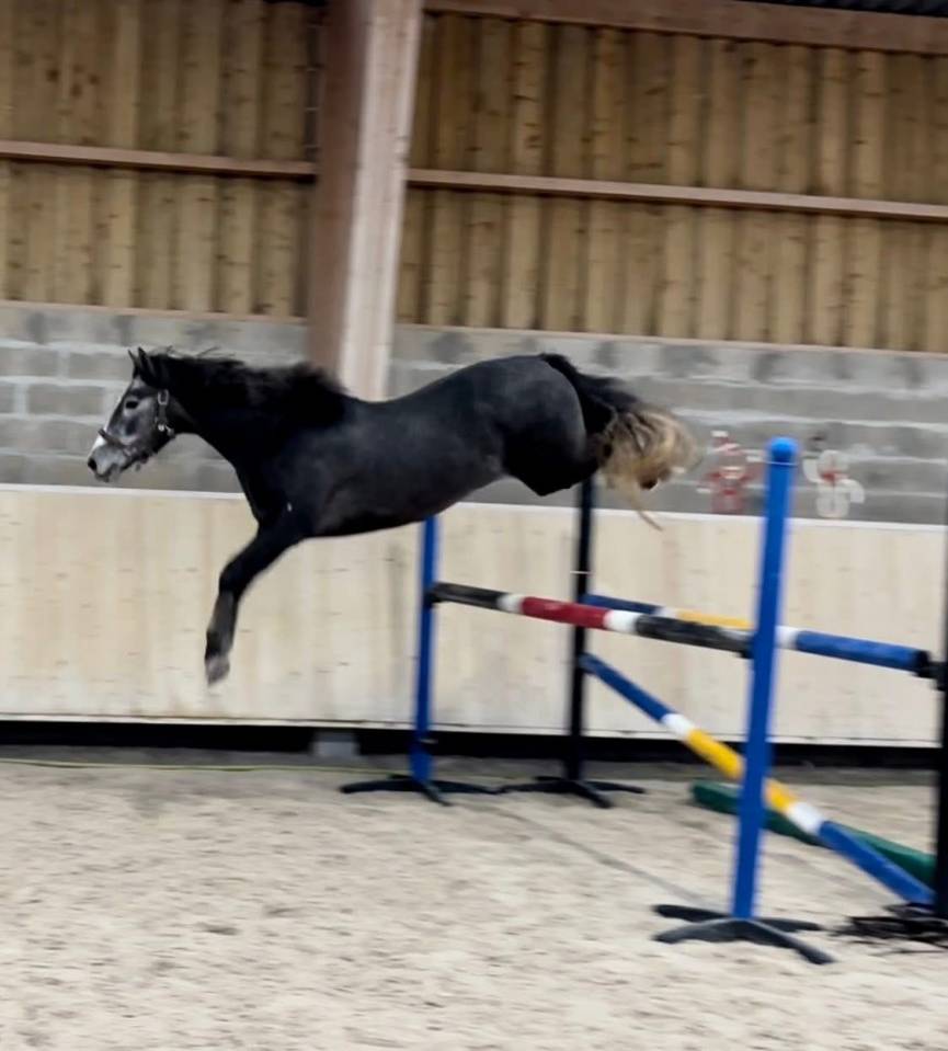 Poney D 3ans non debourr&eacute; 