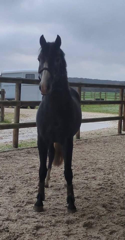 Poney D 3ans non debourr&eacute; 