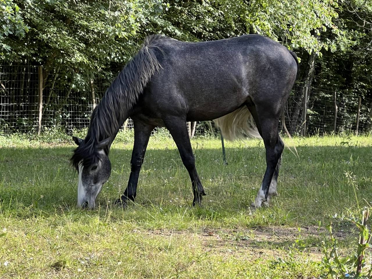 Poney D 3ans non debourr&eacute; 
