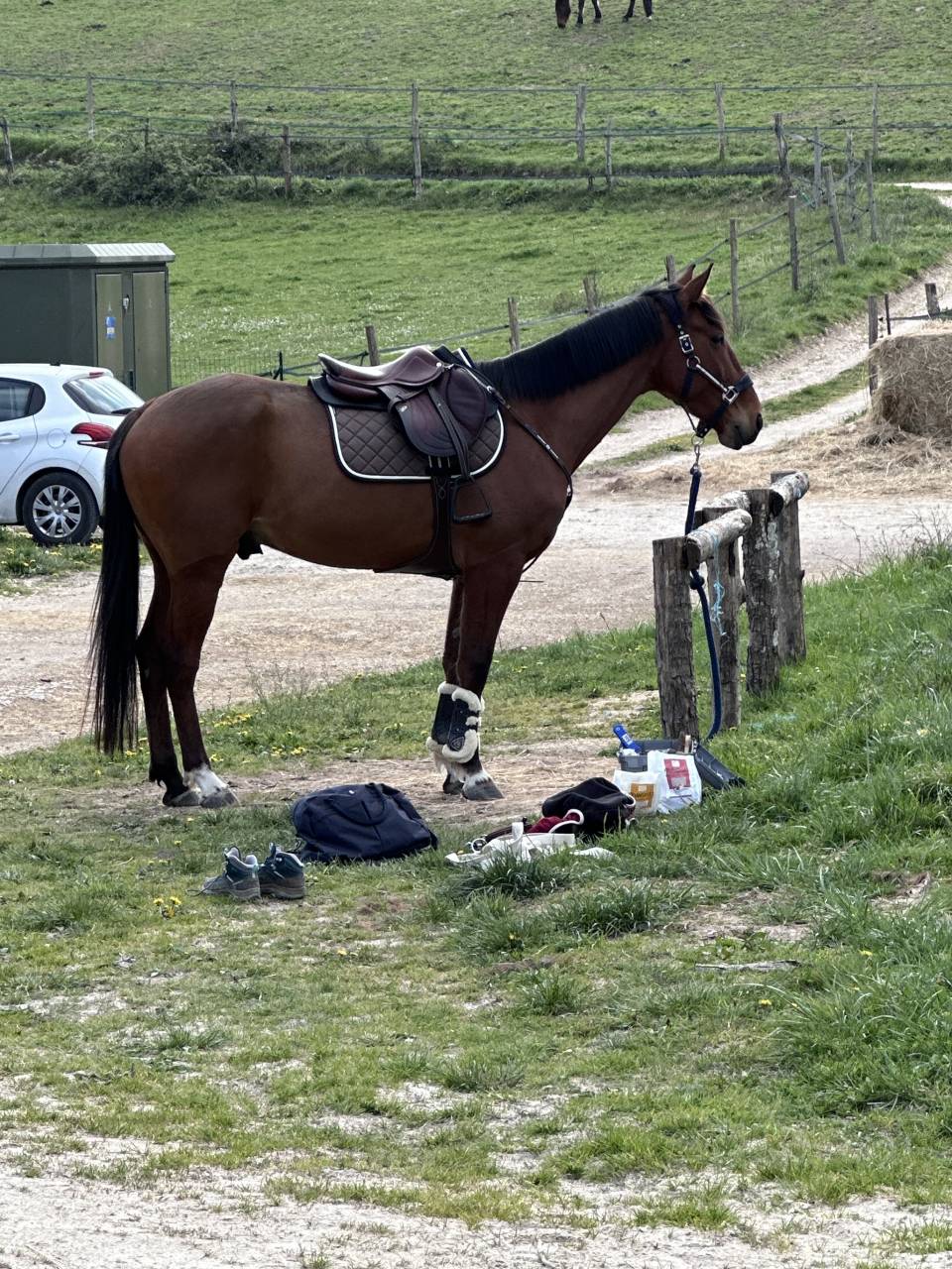 Trotteur hongre 5 ans