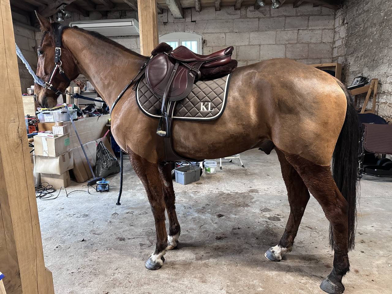 Trotteur hongre 5 ans