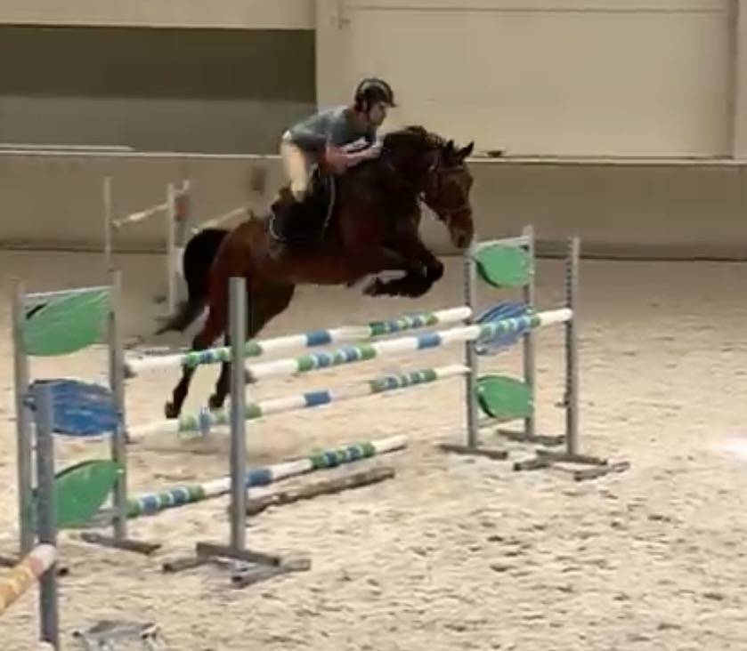 Hongre de 7 ans pr&ecirc;t sur 110/115 cm