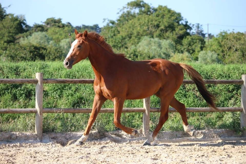 Cheval &agrave; vendre 