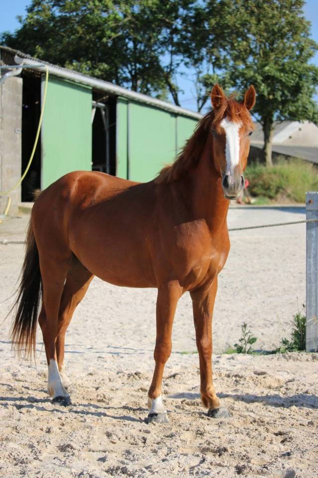 Cheval &agrave; vendre 