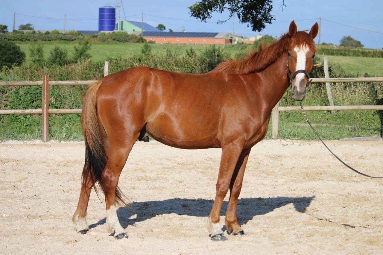 Cheval &agrave; vendre 