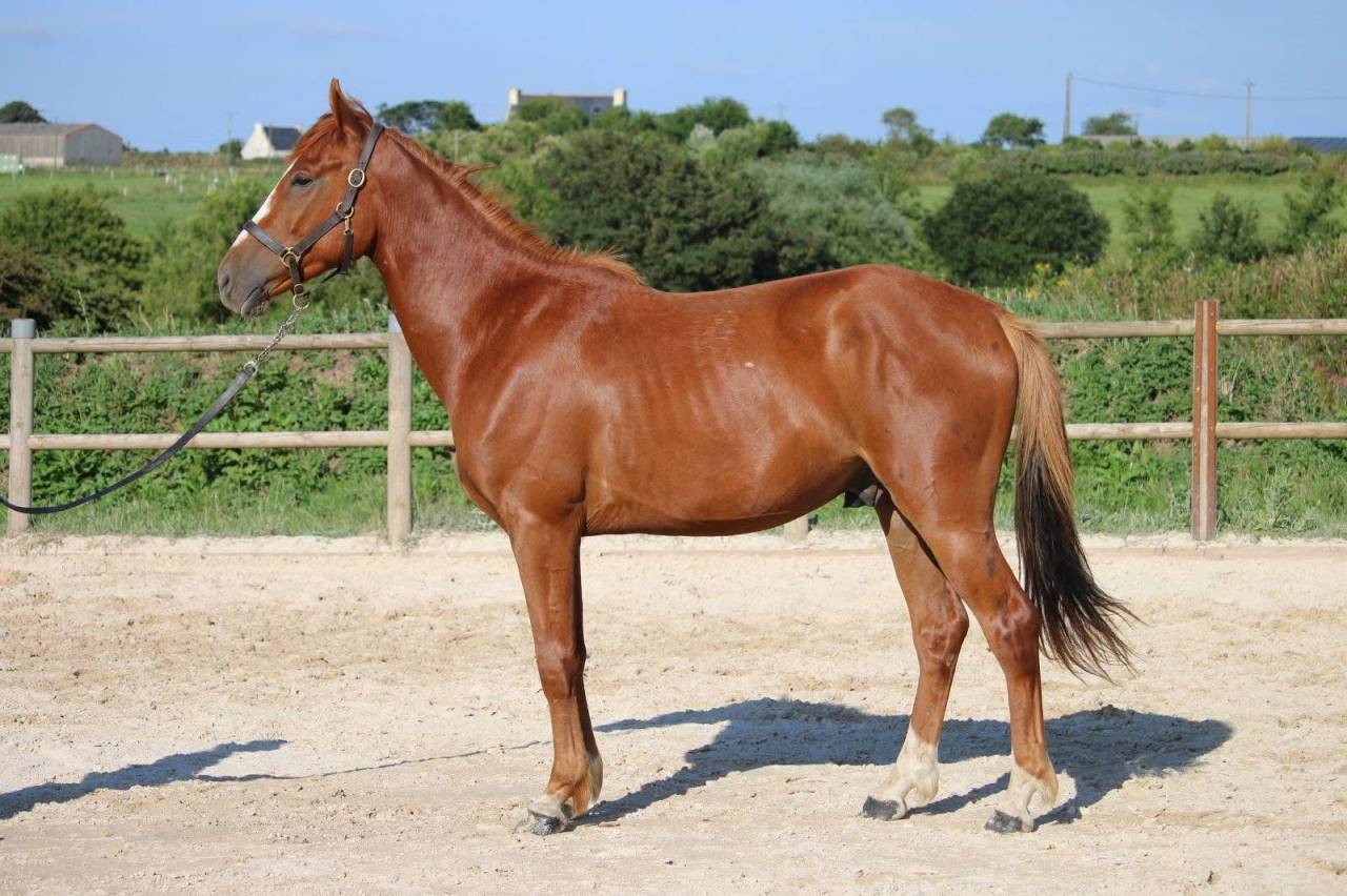 Cheval &agrave; vendre 