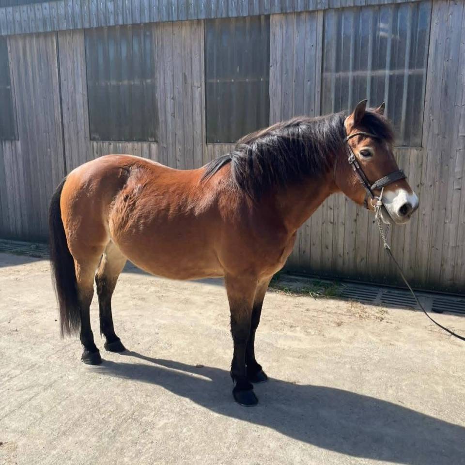 Poney &agrave; vendre