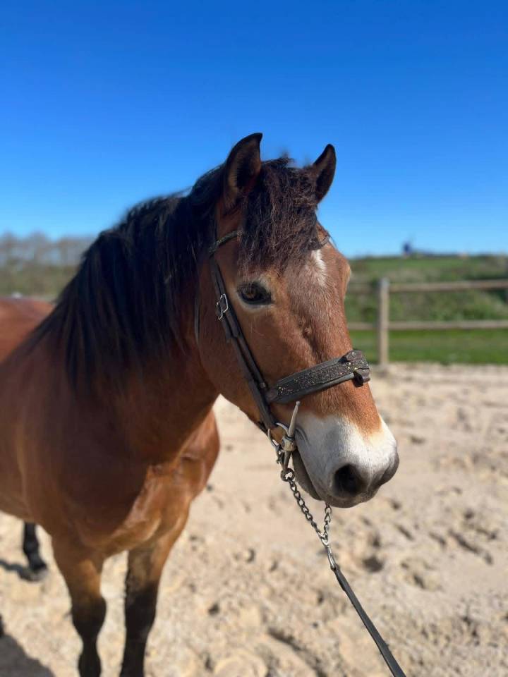 Poney &agrave; vendre