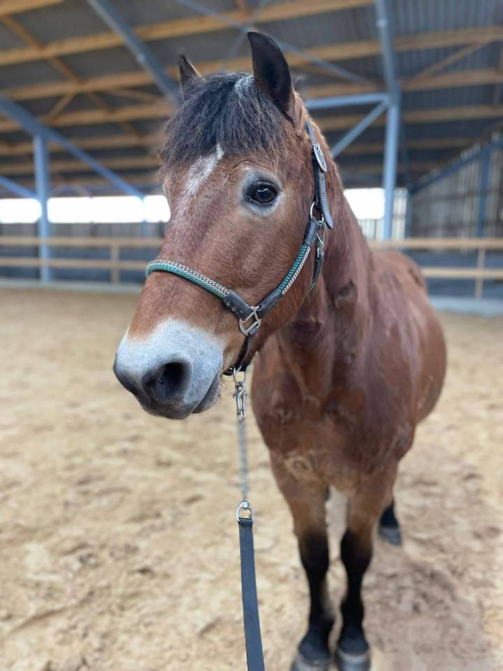 Poney &agrave; vendre