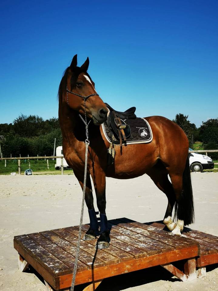 Aiko &ndash; Jument ONC bai &ndash; 16 ans &ndash; 1m55 &ndash; ch famille 5*
