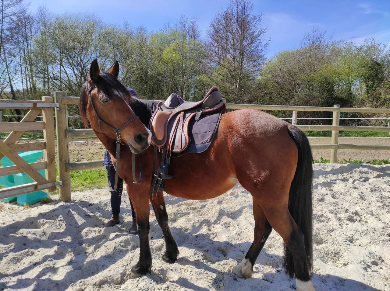 Aiko &ndash; Jument ONC bai &ndash; 16 ans &ndash; 1m55 &ndash; ch famille 5*