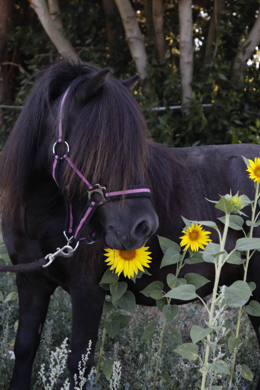 Saillie shetland 