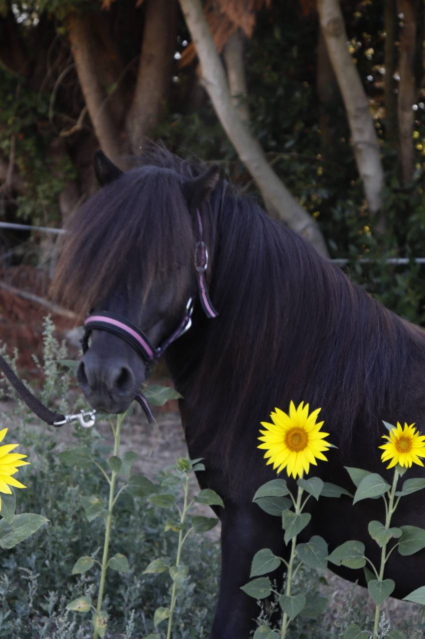 Saillie shetland 