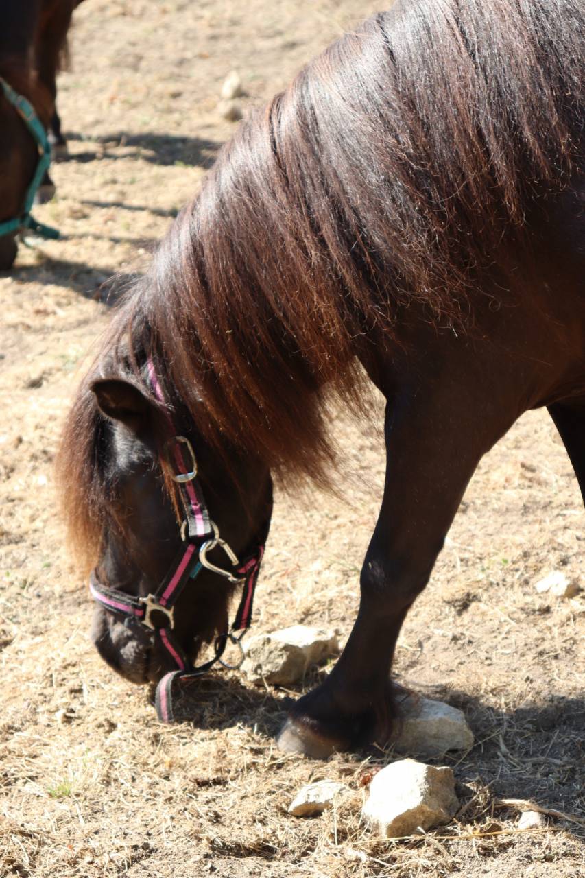 Saillie shetland 