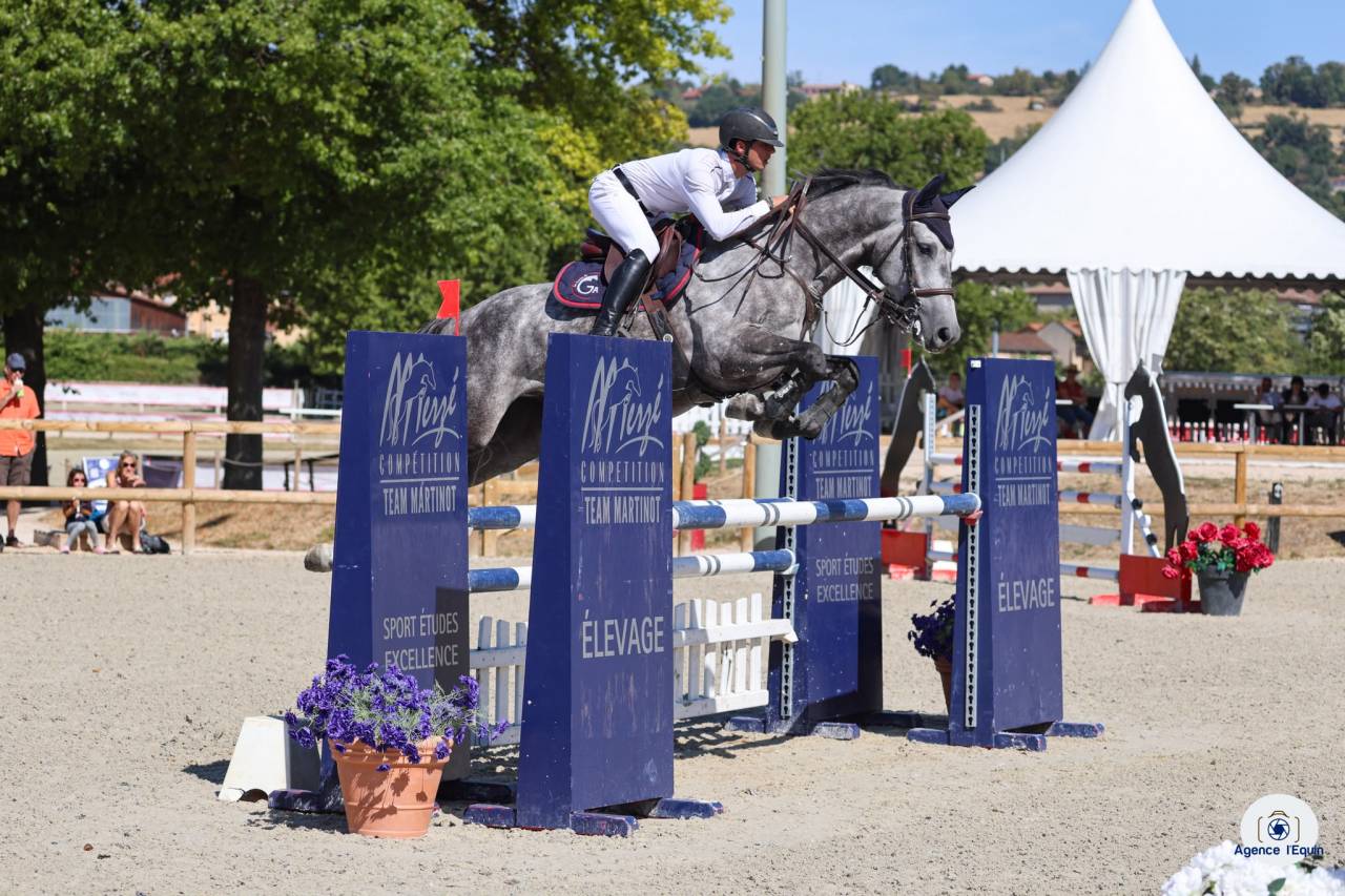 Cheval Hongre de 5 ans 
