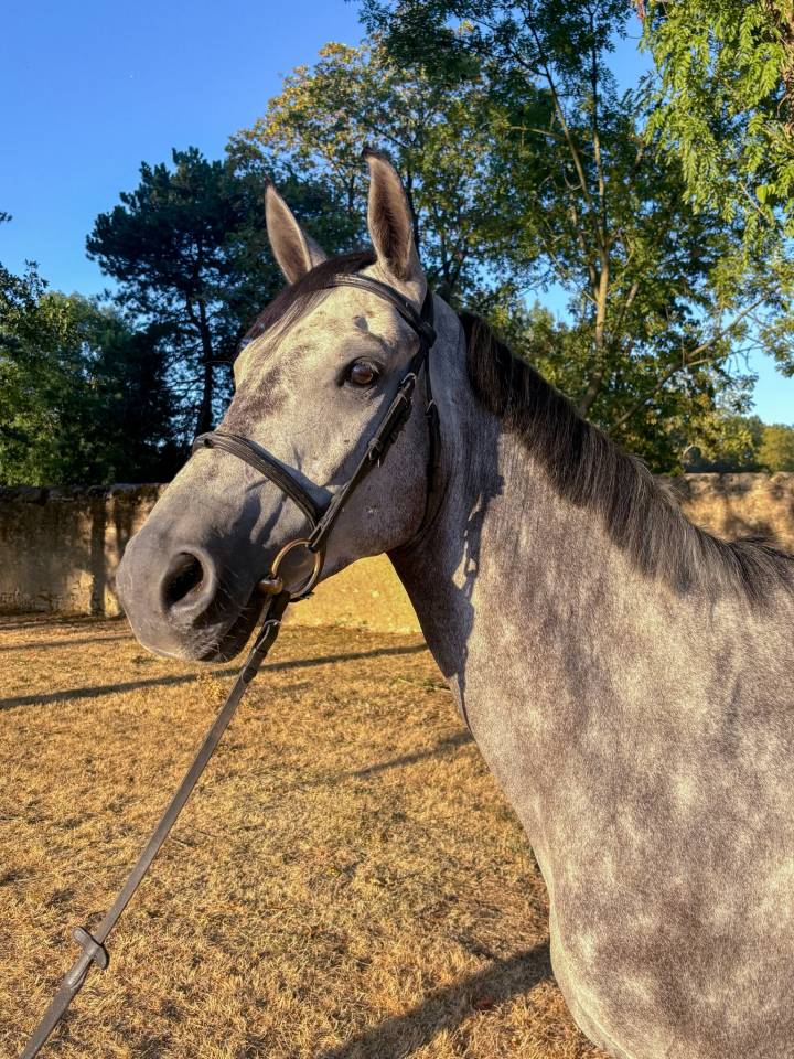 Cheval Hongre de 5 ans 