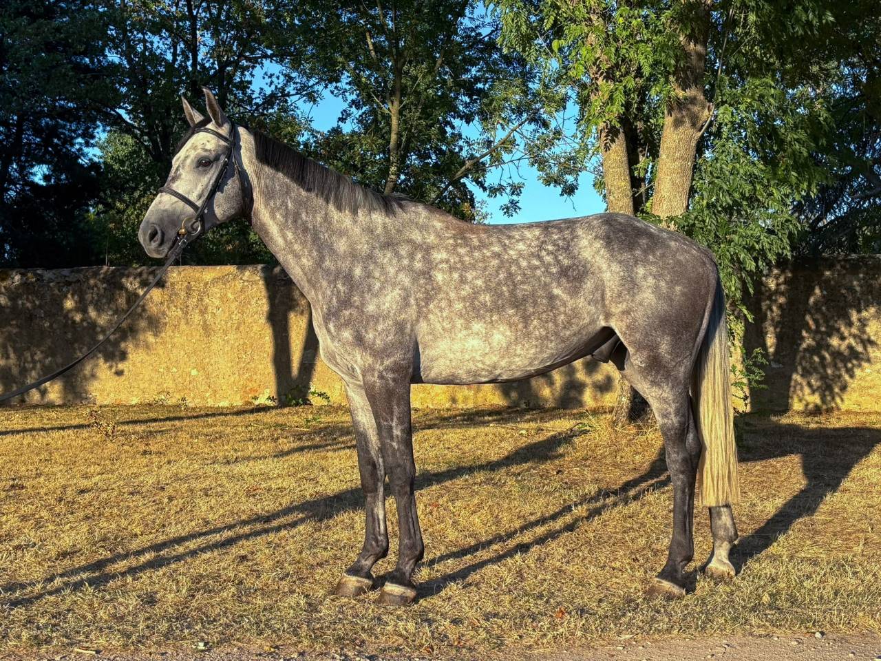 Cheval Hongre de 5 ans 