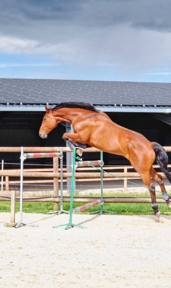 hongre de 8 ans avec un bon potentiel en CSO
