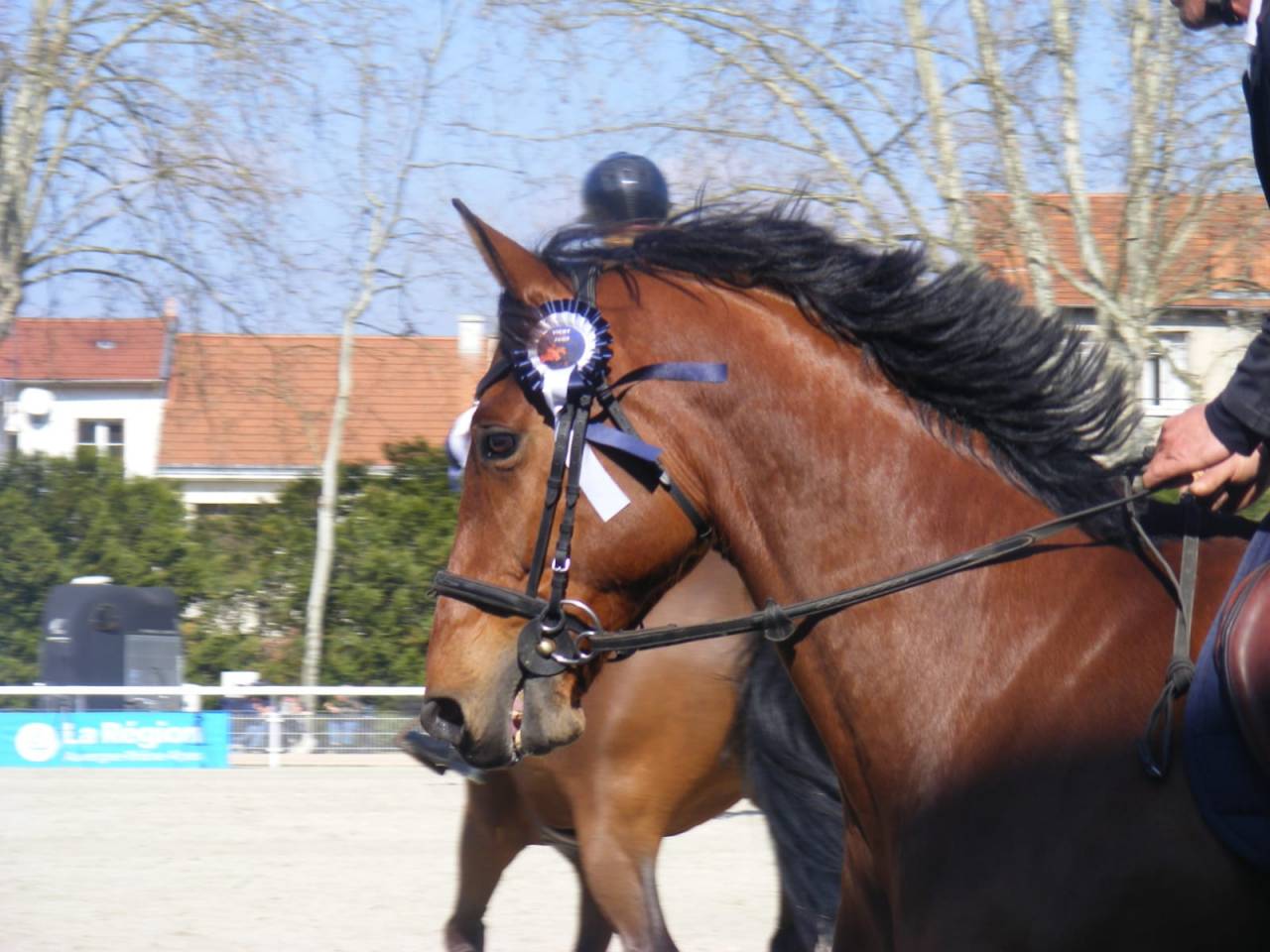 hongre de 8 ans avec un bon potentiel en CSO