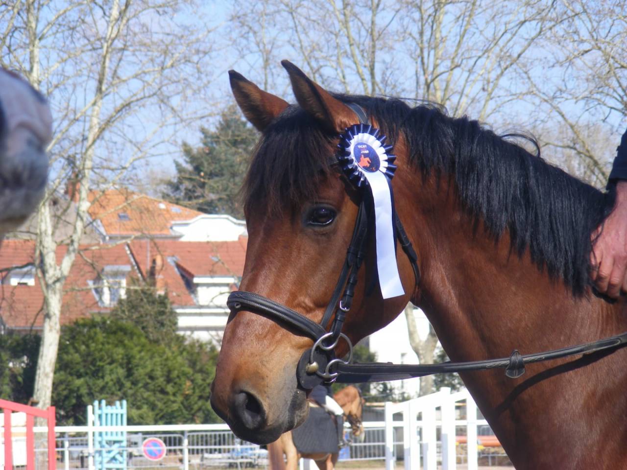 hongre de 8 ans avec un bon potentiel en CSO