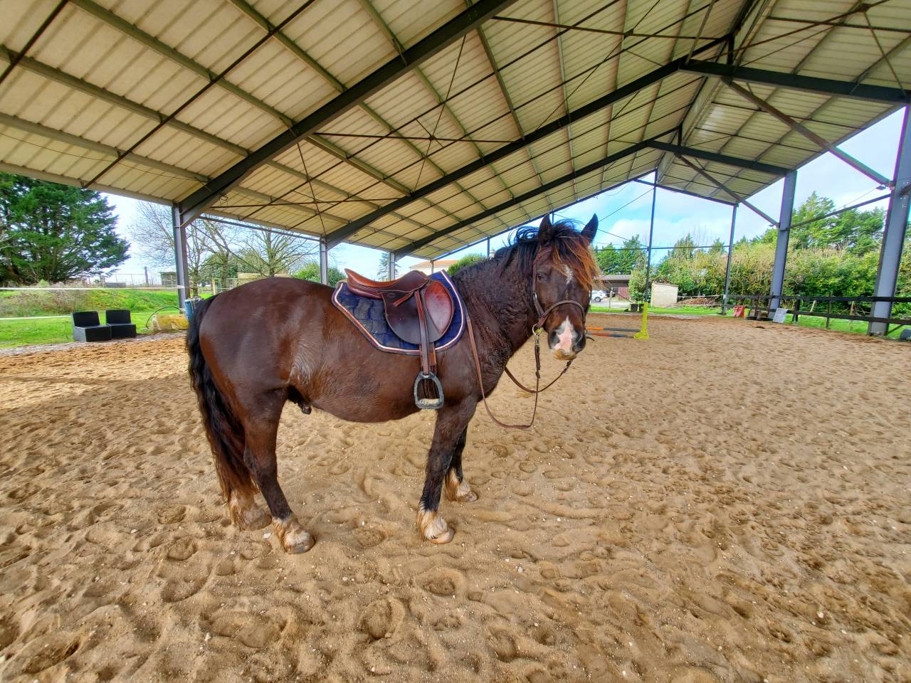 Welsh cob loisirs/comp&eacute;tition 