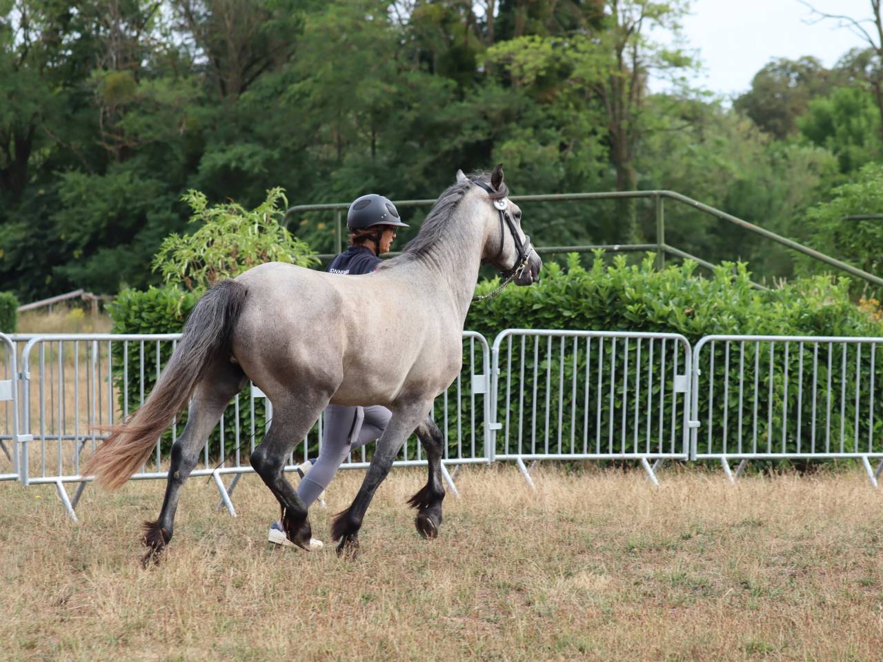 Poney 4 ans cycle classique