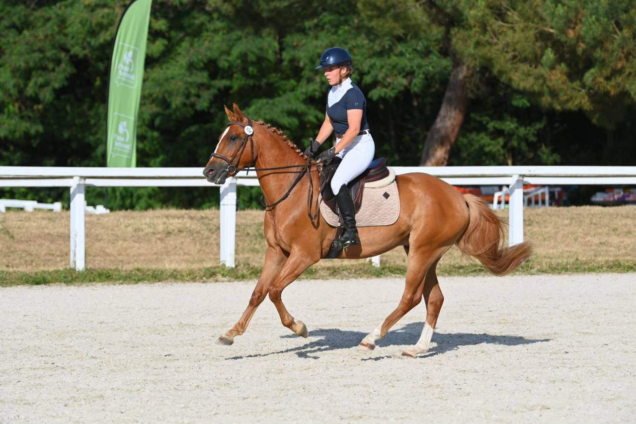 Hongre PFS 3 ans