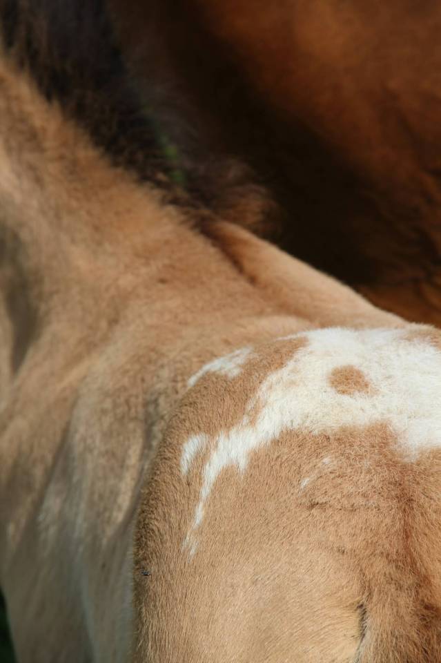 Poulain Appaloosa