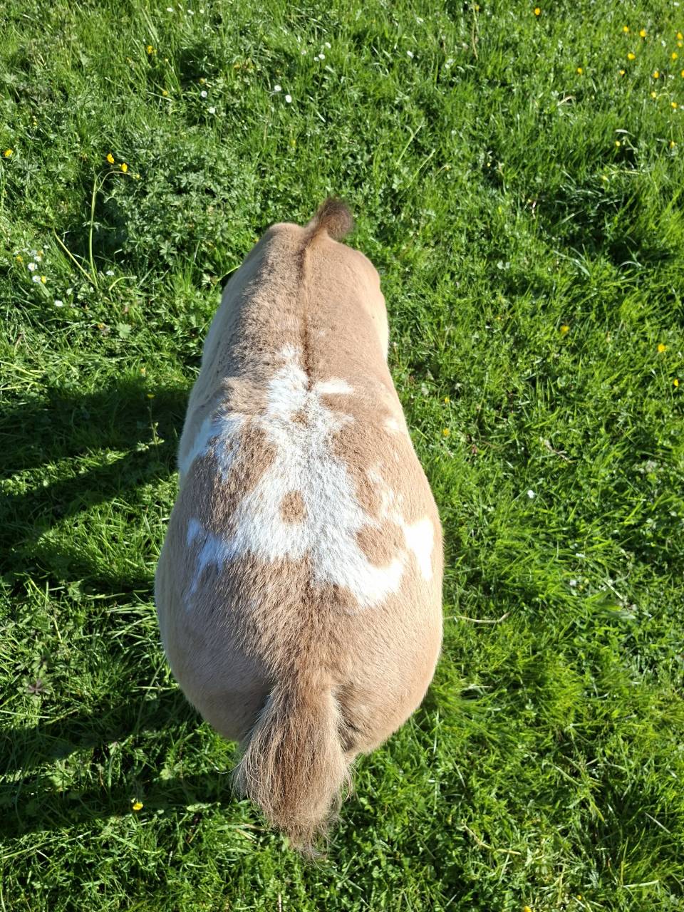 Poulain Appaloosa