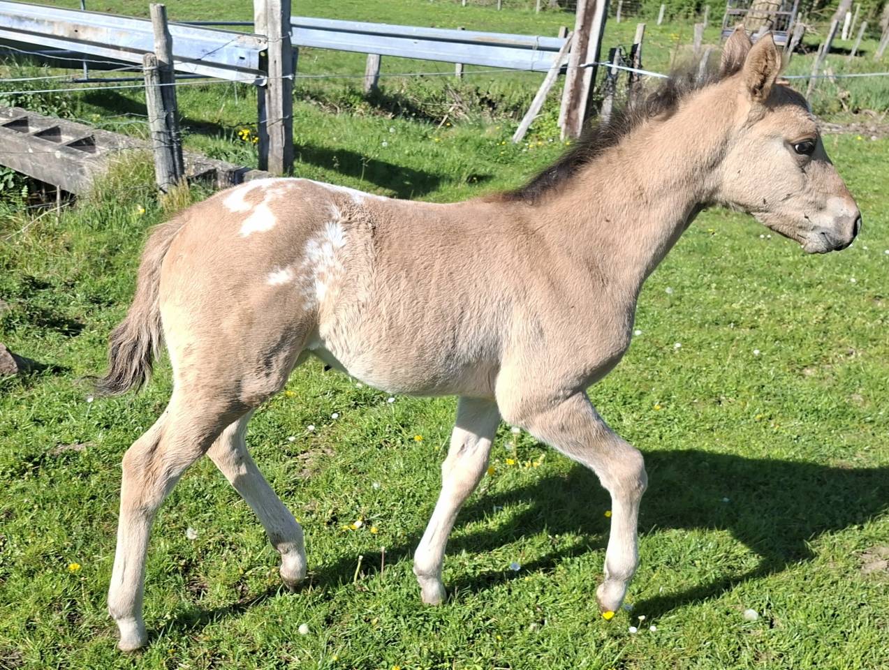 Poulain Appaloosa