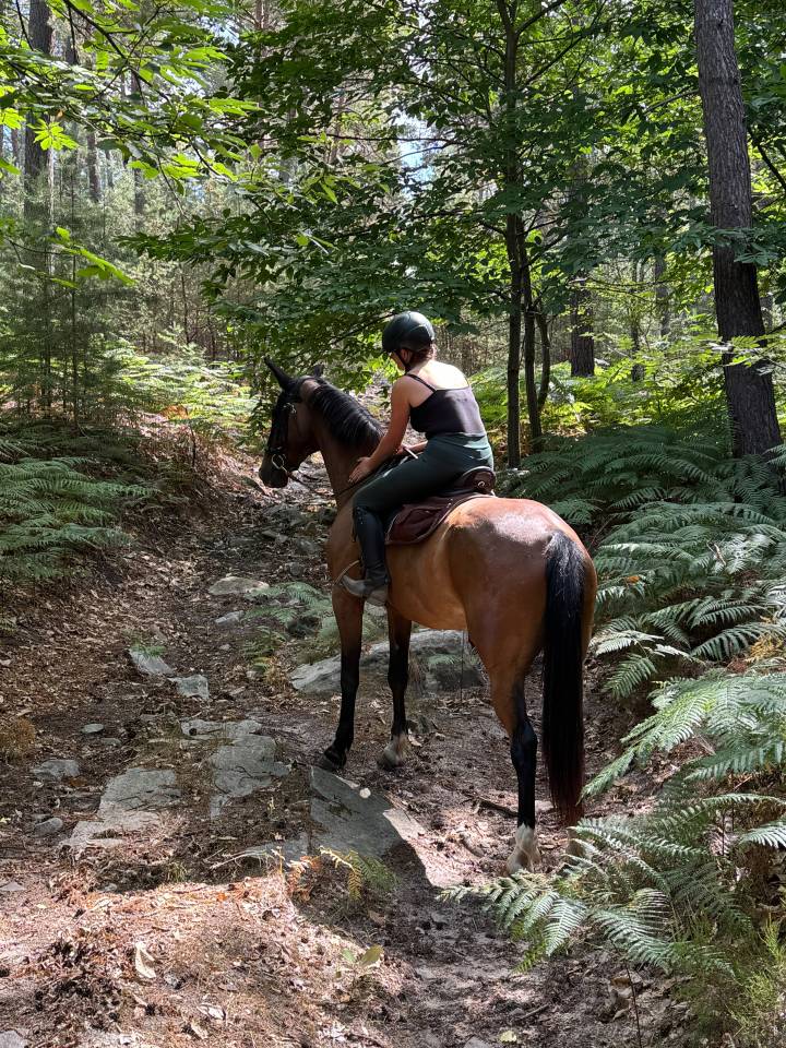 Gentil cheval 6 ans 