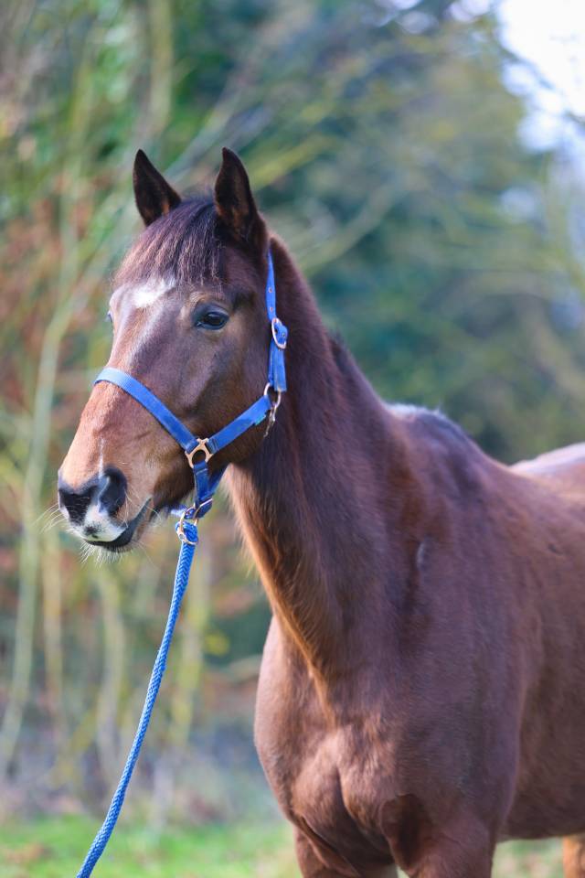 Gentil cheval 6 ans 