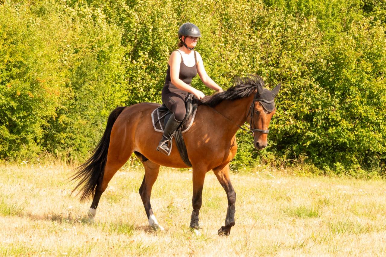 Gentil cheval 6 ans 