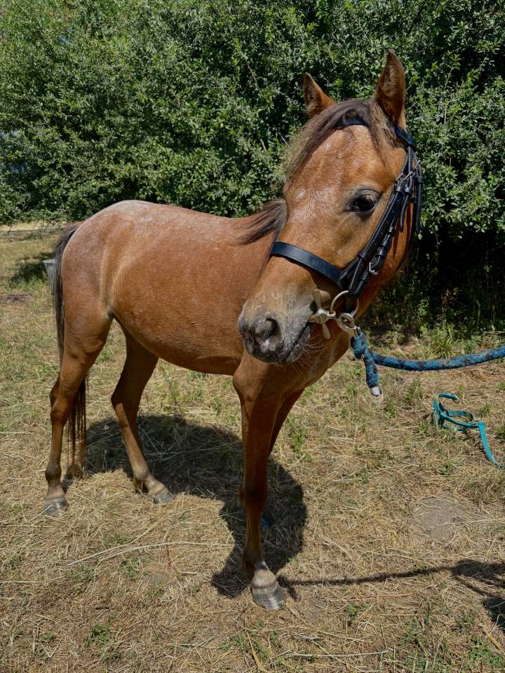 Ponette id&eacute;ale club