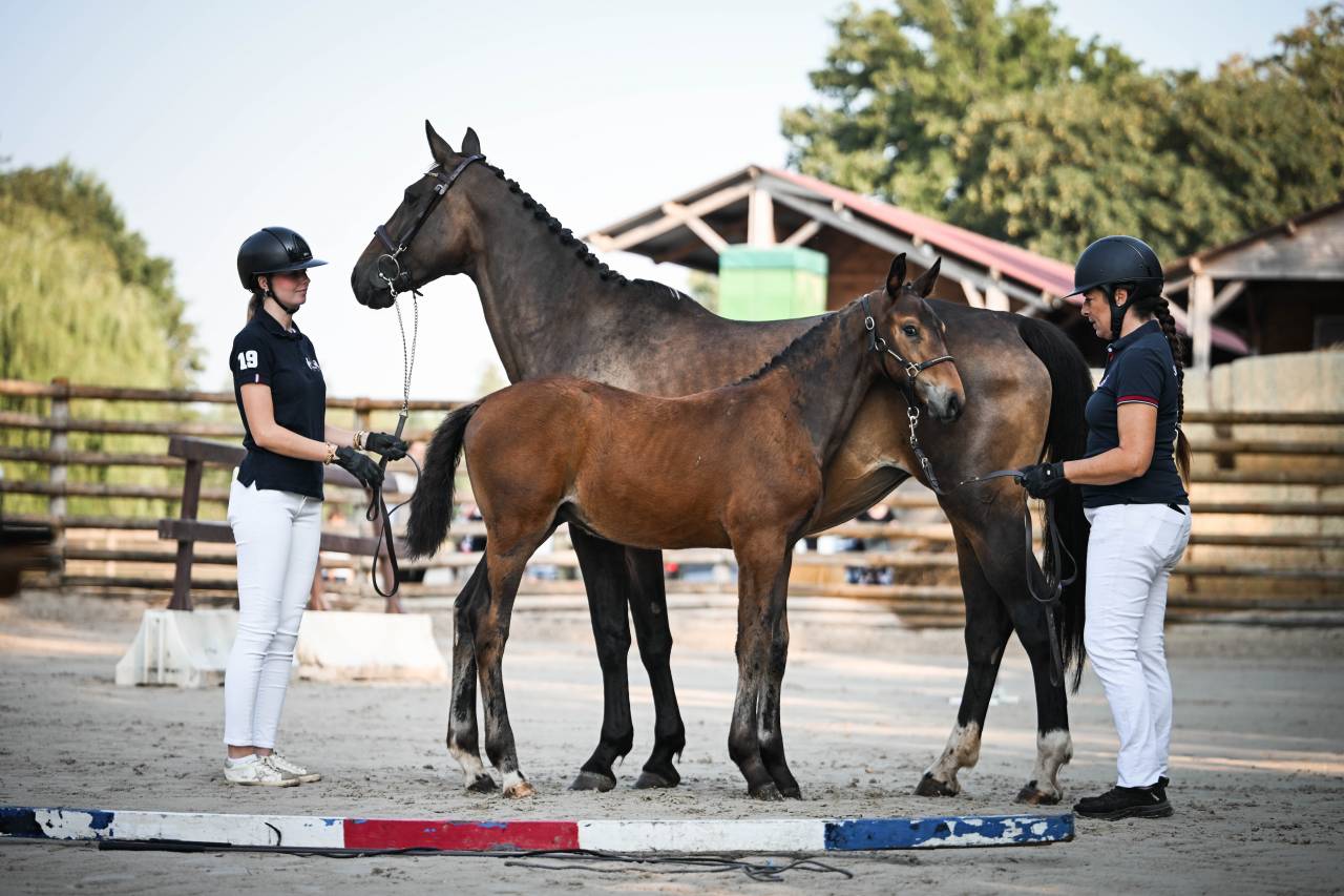 Foal origines exceptionnelles