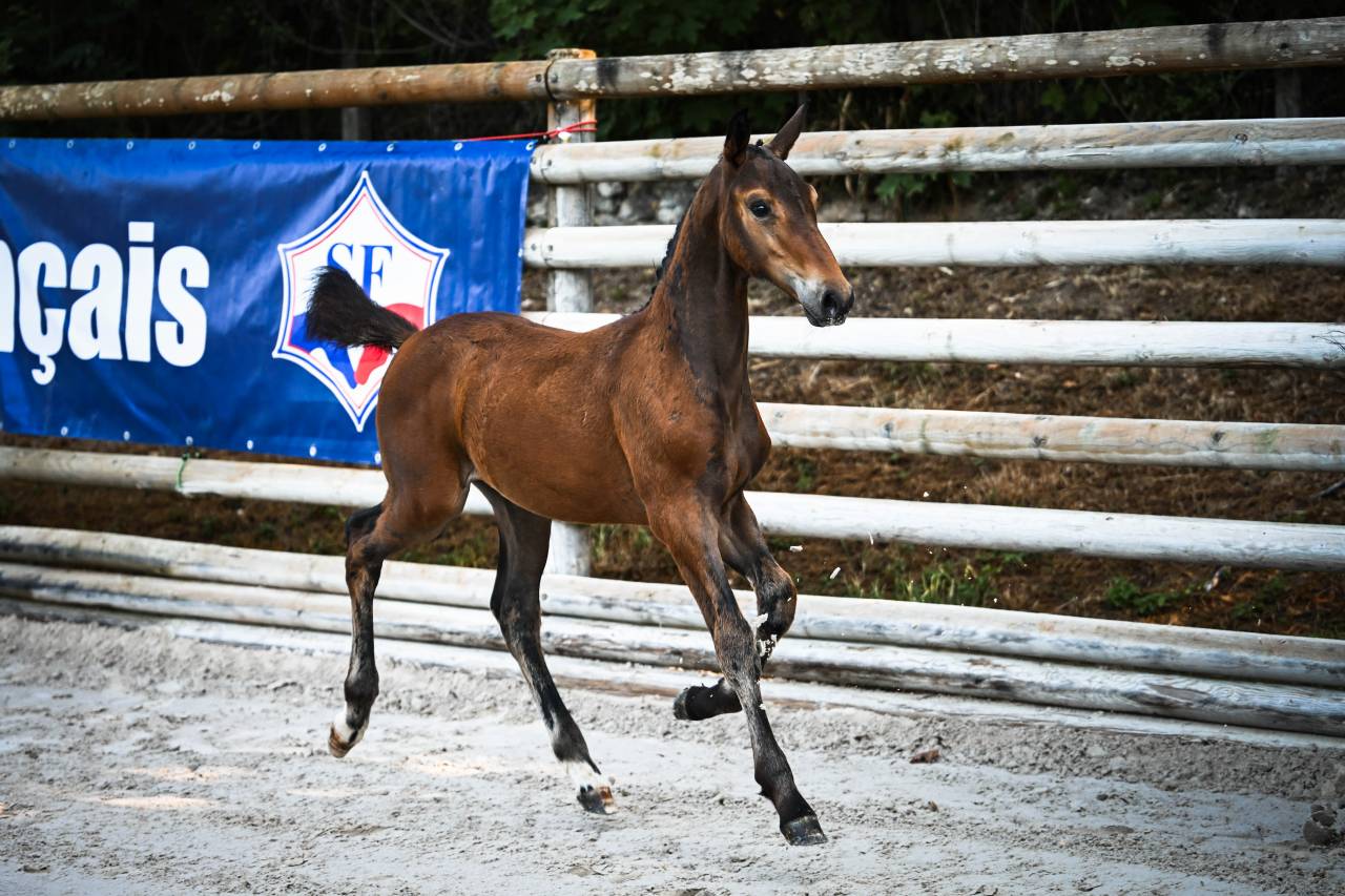 Foal origines exceptionnelles