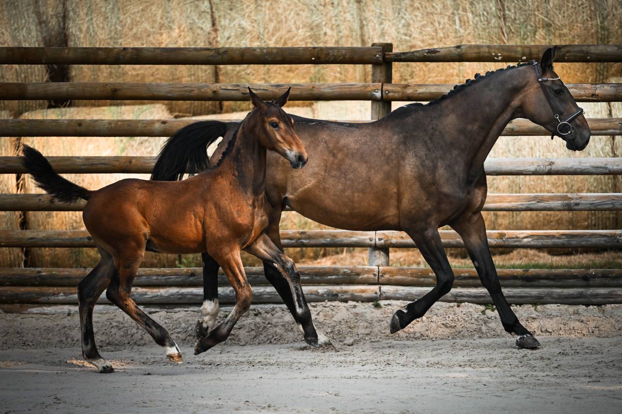 Foal origines exceptionnelles