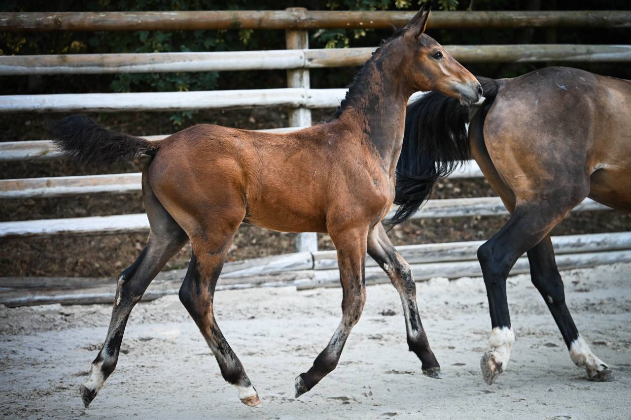 Foal origines exceptionnelles