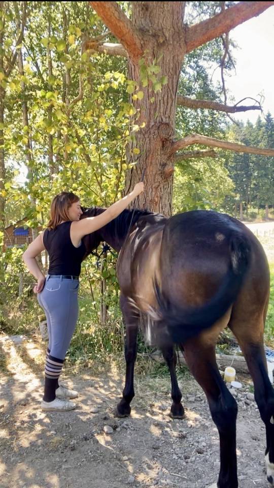D&eacute;bourrage cheval &ndash; Travail du jeune cheval 