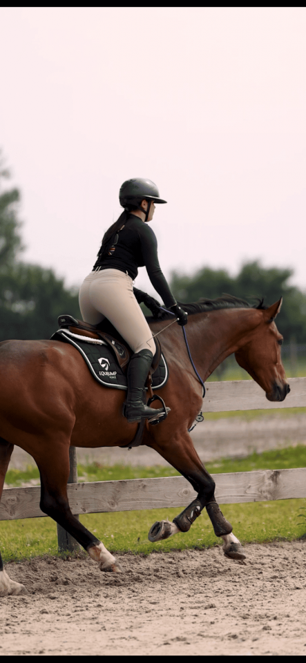Hongre Selle Fran&ccedil;ais 7 ans 
