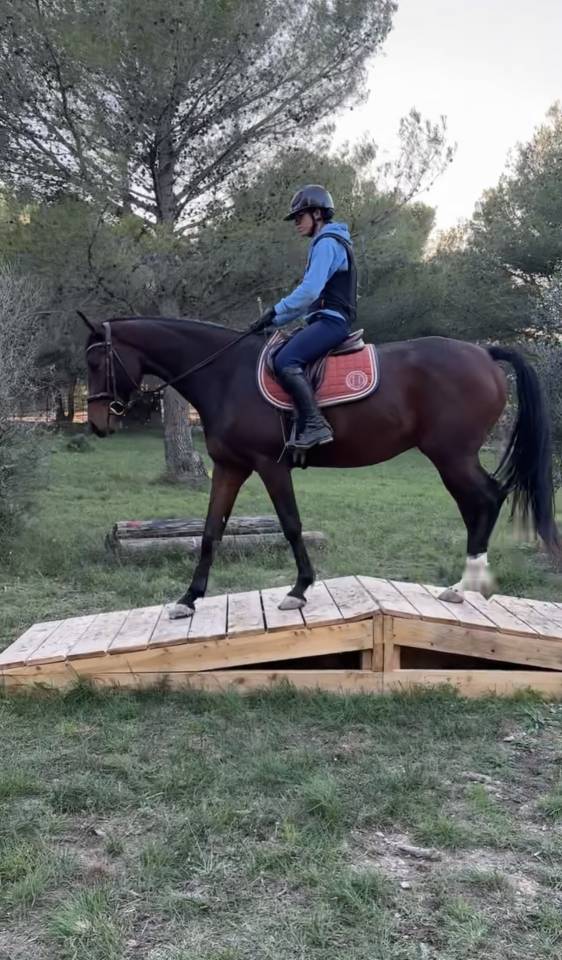 Super hongre de 4 ans &agrave; vendre 