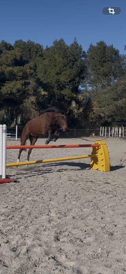 Super hongre de 4 ans &agrave; vendre 