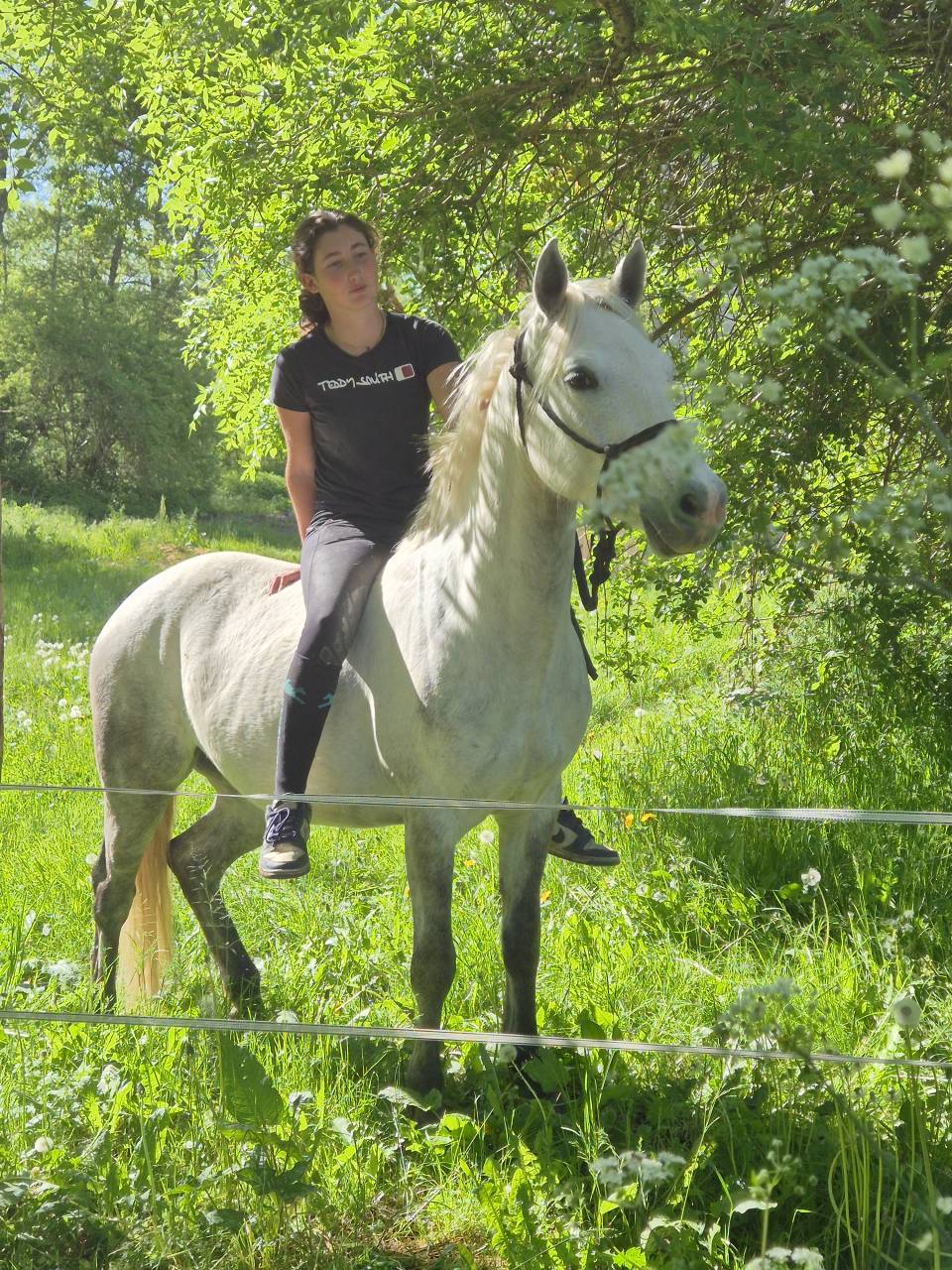 Poney D 4ans par Dexter leam pondi